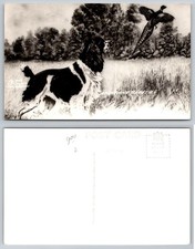1946 Montana Beauties Spaniel Dog & Pheasant Hunting RPPC Postcard L.L. Cook picture