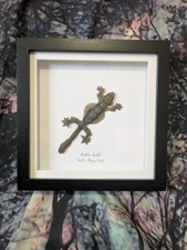 Kuhls Flying Gecko (Gekko kuhli) Entomology shadow box frame 18cm taxidermy picture