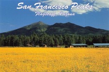 Flagstaff Arizona San Francisco Peaks Sunflowers Summer View Postcard Unposted picture