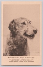 Vintage Irish Wolfhound Champion Patrick of Ifold Belfast Museum Postcard picture