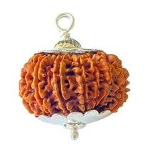 14 Mukhi Rudraksha Original Certified 14 Face Rudraksha FROM Nepal picture