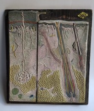 ANTIQUE - PLANT ANATOMY - MODEL - KOEHLER & VOLCKMAR - GERMANY picture