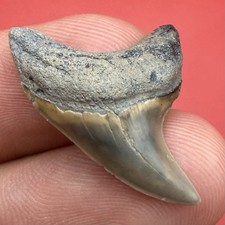 Giant Thresher Alopias Shark Tooth Fossil - Summerville South Carolina 1.15” GEM picture