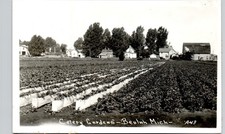 CELERY GARDENS beulah mi 1940 postcard michigan real photo rppc farm agriculture picture