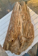 OUTRAGEOUS* 30#~15” Long Petrified Fossil Wood~Huge Log w/Exceptional Details picture