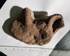 Amazing, Incredibly Rare & Significant UK Pterosaur Hand / Wing cast picture