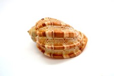 90 mm Harpa Articularis HARPER SEASHELL 3-4