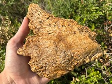 HUGE Kem Kem Fossil Crocodile Jaw SUPER CROC Morocco Cretaceous Age 7.1” picture