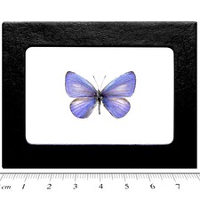 Udara dilecta REAL FRAMED BUTTERFLY PURPLE BLUE CHINA picture