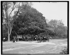 Photo:Central Park New York City 1900s Driveway Horse Carriages Trees picture
