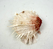 Vintage Pink Spiny Oyster Shell Spondylus Thorny Oyster Sea Shell Specimen 4” picture