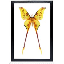 Argema mittrei MALE green yellow comet saturn moth Madagascar FRAMED picture