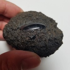 Rancho La Brea Tar Pit Fossil Beetle Pleistocene Saber Cat Mammoth Formation picture