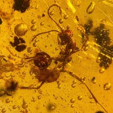 HELL ANT Haidomyrmex in Burmese / Burmite amber fossil / 100% genuine  picture