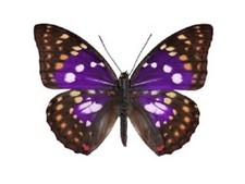 Sasakia charonda ONE REAL BUTTERFLY PURPLE CHINA UNMOUNTED WINGS CLOSED picture