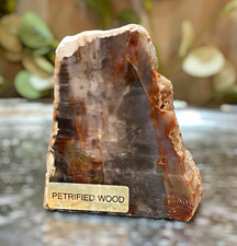 Vintage Petrified Wood Agatized Stand Up Disply Cut Polished 1.2lbs Colorful picture