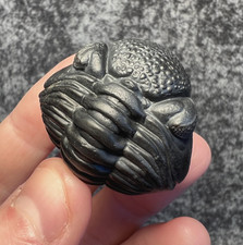 Large Pedinopariops vagabundus Trilobite Fossil – Impressive Detail ✅ picture