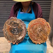2pcs 7.65LB Natural Petrified Wood Crystal Fossil Slice Shape Specimen Healing picture