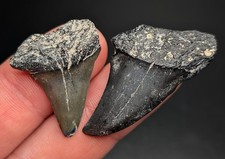 Bargain Pair Of Mako Shark Teeth From South Carolina Quality Genuine Fossils picture