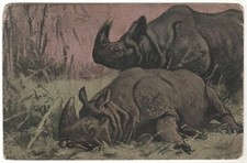 1917s Antique Postcard INDIA Rhino rhinoceros Wild Animals Old Russian card picture