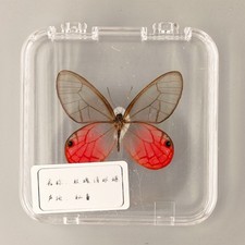 Real Pink Glasswing Rose Eyed Butterfly Specimen Insect Taxidermy DIY Gift Decor picture