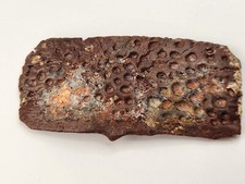 Large Cretaceous Crocodilian Scute (Osteoderm) - Kem Kem Beds - Morocco picture