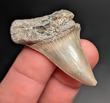 Gorgeous Quality Extinct Mako Shark Tooth North Carolina Authentic Gem picture