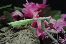 Giant Asian Mantis L2/L3 Nymph Hierodula membranancea picture