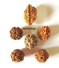 Rudraksha From 2 Mukhi To 7 Mukhi 4,5,6,7 Nepal Origin Single Pieces Energized picture