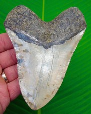 MEGALODON SHARK TOOTH  5.05” Real Fossil  Sharks Teeth BIG HUGE Serrated picture