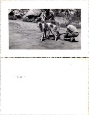 Russian Greyhound Dog Borzoi 1950s 2 Dogs 2 Women B+W Photo S0101 picture