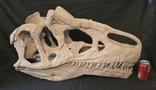 Massive life-size Allosaurus skull  Replica, Fossil picture