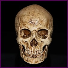 Resin Human Skull Replica Model Realistic Skeleton Handicraft Decor Lifesize 1:1 picture