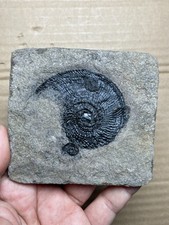 110g Beautiful Trachyceras Landscape stone collection picture