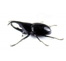 Xylotrupes gideon ONE REAL BEETLE UNMOUNTED PACKAGED INDONESIA picture