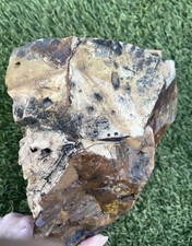 12.9 lb Biggs Picture Jasper  Lapidary Rough from Biggs, Oregon picture