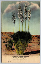 POSTCARD- Beautiful, majestic yucca picture