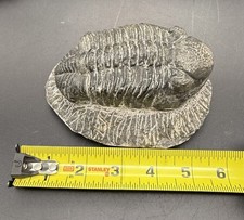 HUGE Authentic 5 Inch Trilobite Fossil Drotops Megalomanicus Devonian Morocco picture