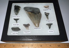 Megalodon Era Shark Teeth Collection Framed Labeled Fossil Shark Tooth Lot picture