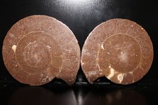 Split Timor Ammonite Pair 3 1/2