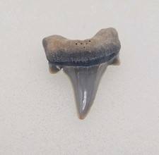 Rare Parotodus Pavlovi Shark Tooth Fossil Sheppey England Not Benedeni picture