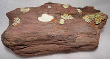 9 Lb 7.4 oz  Petrified Wood AZ NM State Line w/Lichens Display picture