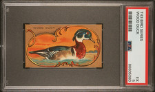 1910 T43 Bird Series WOOD DUCK (PSA 5 EX) Mecca Brand Back Factory #649 picture
