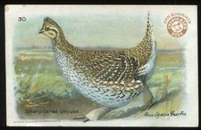 1924 Church & Dwight J8 Useful Birds of America 4th Ser. #30 Sharp-Tailed Grouse picture