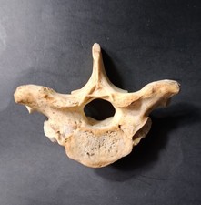 Giant Ground Sloth Vertebra Subfossil Complete Pleistocene Ice Age Megafauna picture