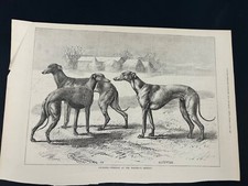 Coursing Winners At The Waterloo Meeting Antique Illustration Print Collectible picture