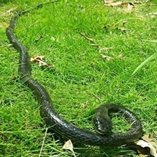 Fake Realistic Snake Lifelike Real Scary Rubber Toy Prank Party Joke For Garden picture