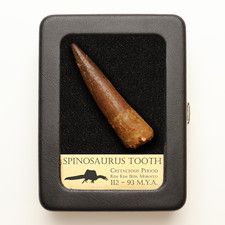 Original Spinosaurus Tooth - Excellent Quality - With Display Case picture