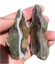 Agatized Corral Geode With Druzy Calcite Crystals Inside Rare Specimen From FL picture