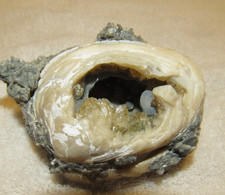 Golden Calcite Crystal Fossil Clam Shell Rucks Pit Florida picture